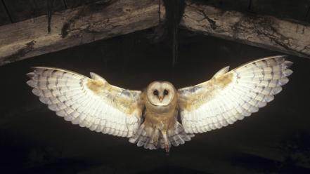 Flying birds owls barn wallpaper