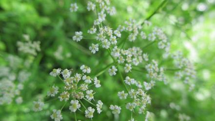 Green nature flowers wallpaper