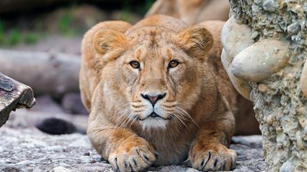 Nature animals lions wallpaper