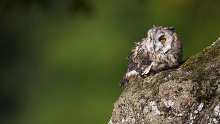 Nature birds owls wallpaper