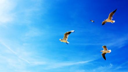 Nature birds seagulls wallpaper