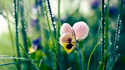 Nature flowers grass bokeh dew pansies wallpaper