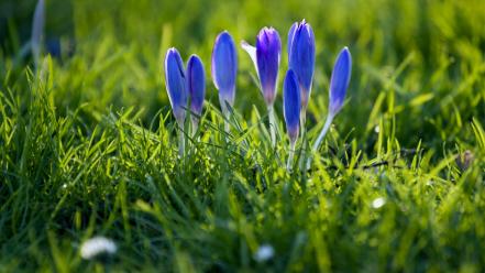 Nature flowers grass crocus blue wallpaper