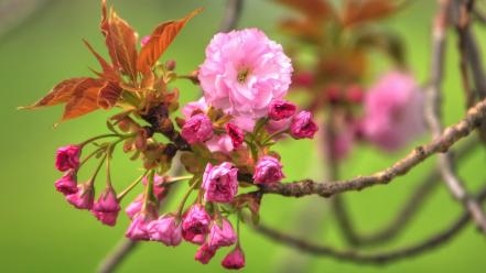 Nature flowers pink blurred background wallpaper