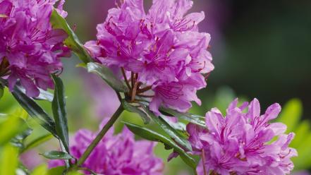 Nature flowers scotland pink wallpaper