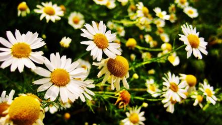 Nature flowers white daisies wallpaper