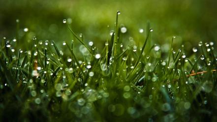 Nature grass dew wallpaper