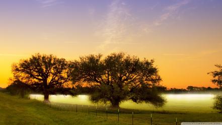 Nature trees grass morning wallpaper