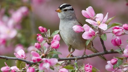 White birds sparrow montana pink flowers wallpaper