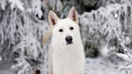 Winter white animals dogs game of thrones direwolf wallpaper