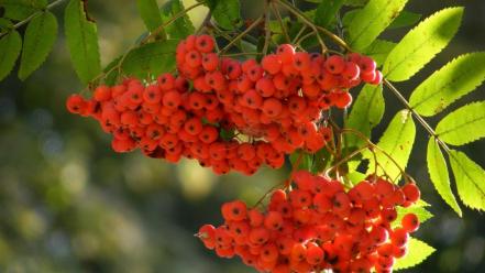 Rowan berries trees wallpaper