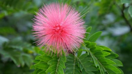 Pink mimosa flower wallpaper