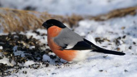 Snow bullfinch birds wallpaper
