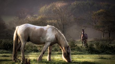 Animals wallpaper