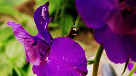 Flowers bugs wallpaper