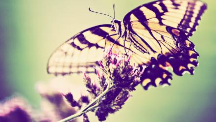 Flowers butterflies wallpaper