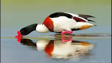 Nature birds ducks wallpaper