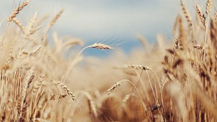 Nature wheat plants macro wallpaper