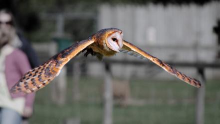 Wings flying owls wallpaper