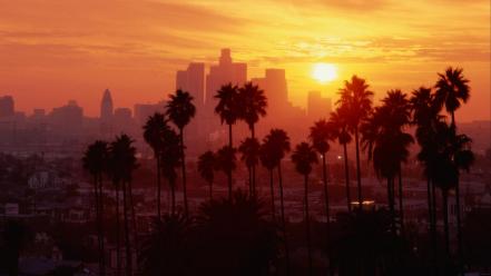 Los angeles palm trees wallpaper