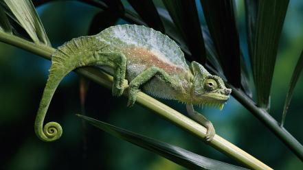 Animals chameleons camouflage reptiles wallpaper