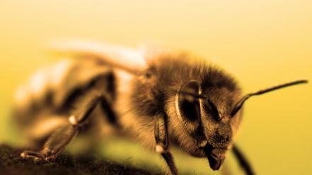 Eyes yellow animals insects bees antenna hairy wallpaper