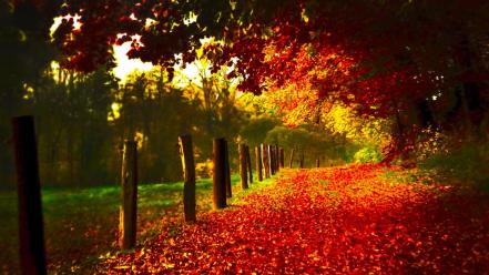 Green nature trees autumn (season) wallpaper