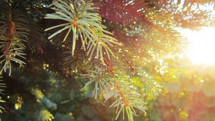 Multicolor wood sunlight web canon macro interesting wallpaper