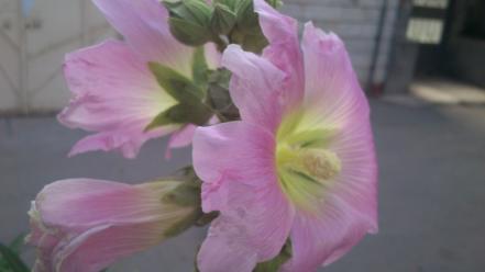 Nature flowers pink iran amin peyrovi xperia mini wallpaper