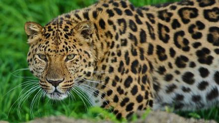 Animals leopards leopard 2 wallpaper