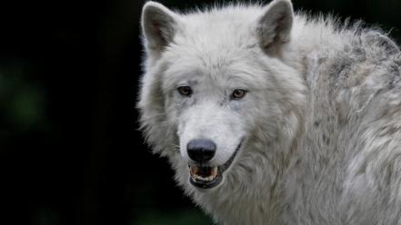 Animals wolves wallpaper
