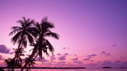 Beach palm trees wallpaper