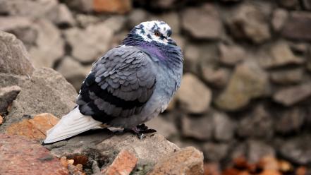 Birds pigeons wallpaper
