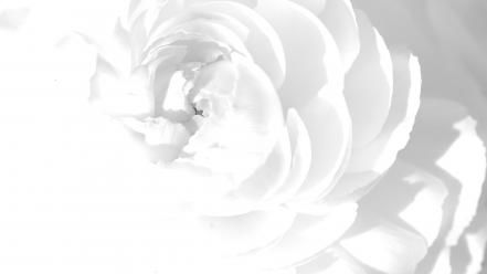 Flowers macro wallpaper