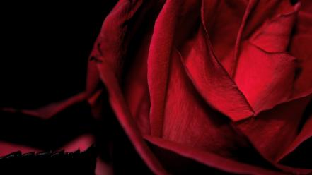 Flowers roses red rose wallpaper