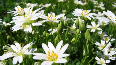 Landscapes nature white flowers wallpaper