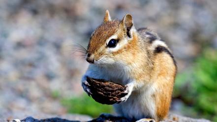 Nature animals squirrels depth of field wallpaper