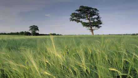 North united kingdom barley wallpaper