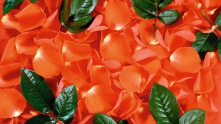 Orange leaves flower petals background wallpaper