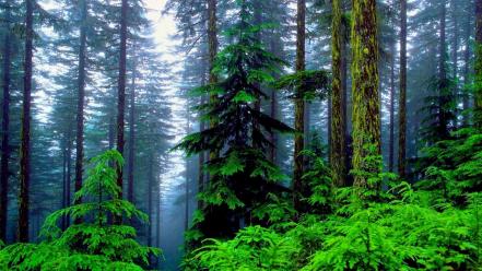 Rainforest wallpaper