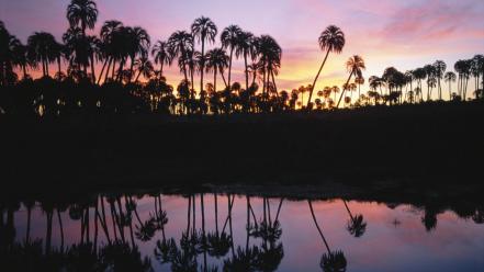 Silhouette palm trees reflections wallpaper