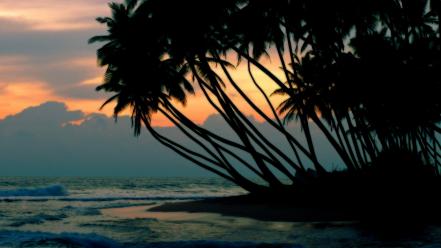 Sunset beach palm trees wallpaper