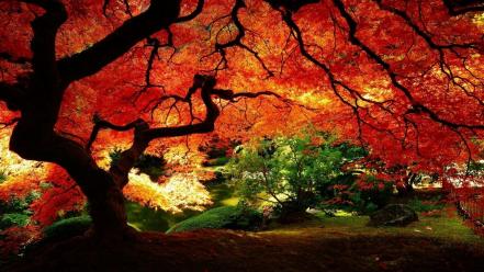 Trees wallpaper