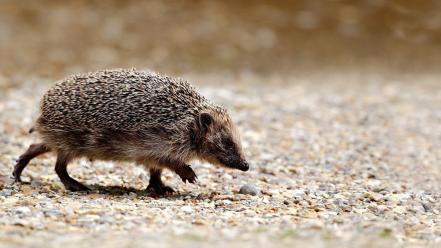 Animals hedgehog wallpaper