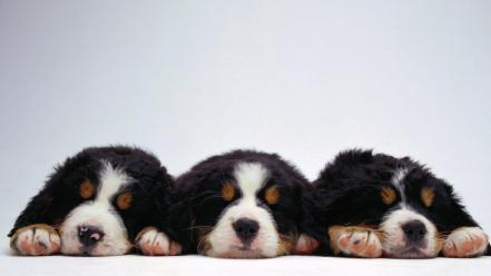 Animals dogs bernese mountain dog wallpaper