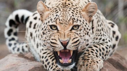 Animals wallpaper