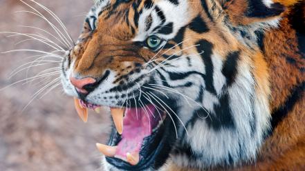 Animals wallpaper