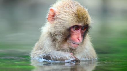 Bathing monkeys japanese macaque wallpaper