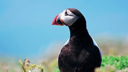 Birds puffin wallpaper