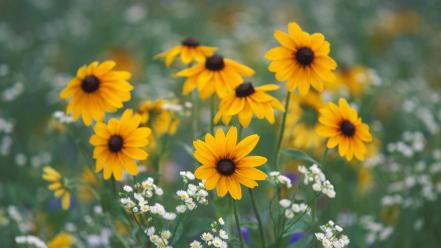 Black flowers daisy wallpaper